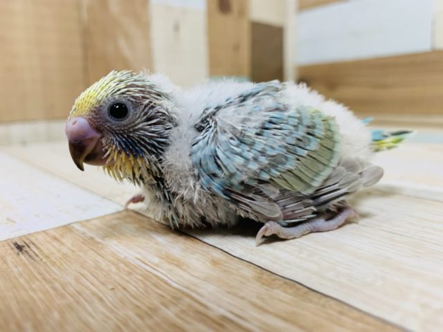 ごはんの時はじっとしてられない！セキセイインコ(レインボー)さん！