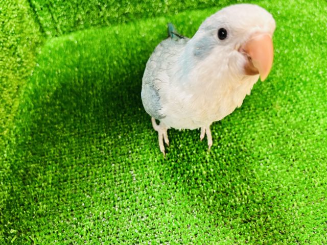 オキナインコ