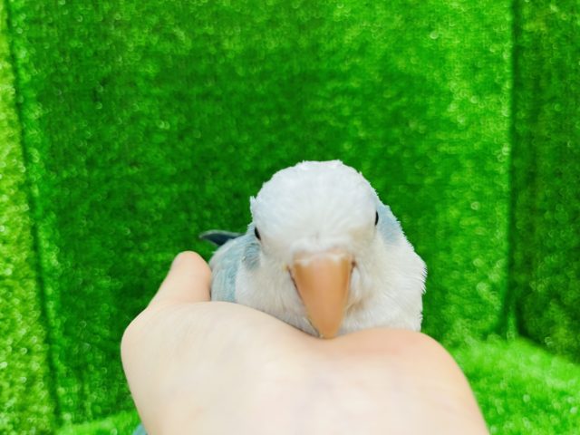 オキナインコ