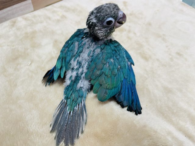 ホオミドリウロコインコ