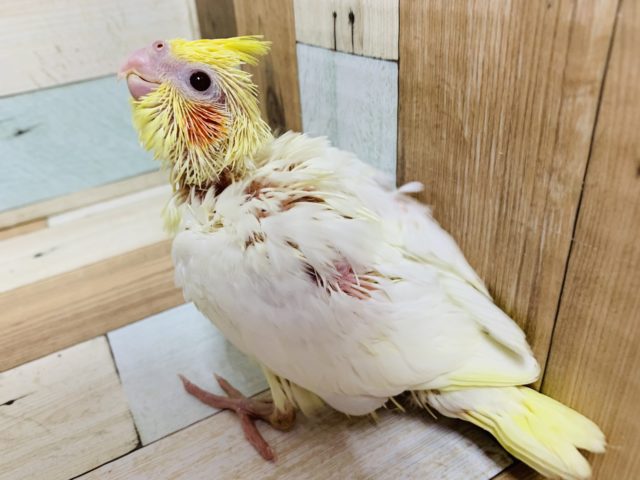 オカメスマイルがイチオシ♪オカメインコ(ルチノー)さん！！