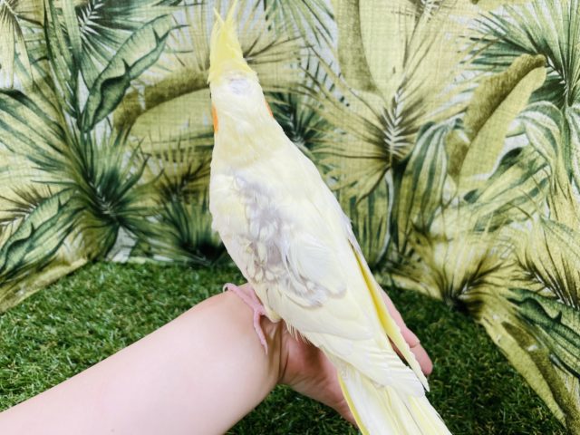 オカメインコ