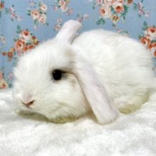 ロップイヤーラビット  ホワイト系  女の子  4/20