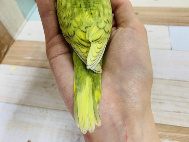 セキセイインコ