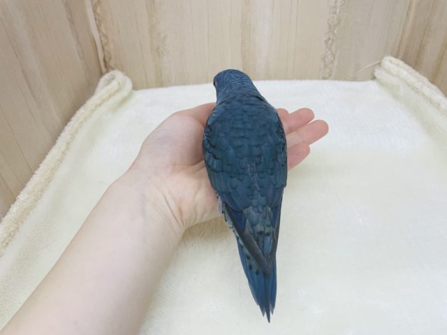 サザナミインコ