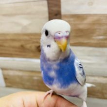 最新画像有り☆上品なカラーです♪セキセイインコパイド入舎しました！