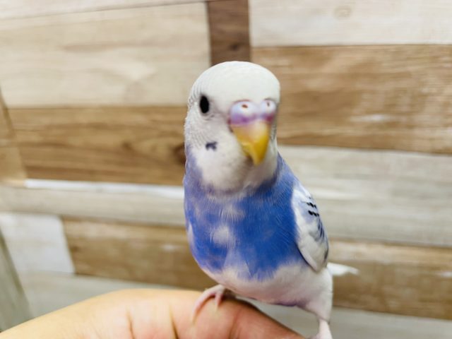 最新画像有り☆上品なカラーです♪セキセイインコパイド入舎しました！