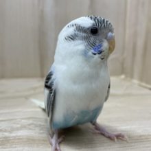 歩いて歩いて冒険だ！(^^) セキセイインコ 白ハルクイン