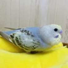 じと目じゃないよ！まんまるだよ！　セキセイインコ　シナモンオパーリン
