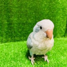 甘えんぼさん♥オキナインコ(パステルブルー)