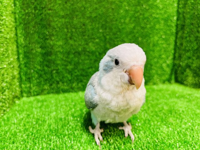 甘えんぼさん♥オキナインコ(パステルブルー)