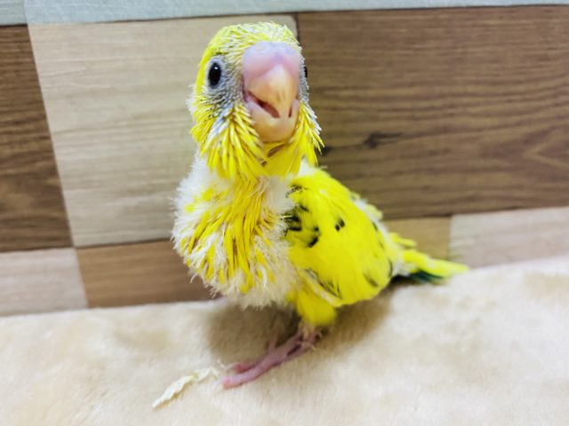 腰とお腹のグリーンがポイントのセキセイインコ♪キハルクやって来ました〜