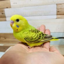 元気いっぱい！そろそろ飛びます！セキセイインコ(シナモンオパーリン)