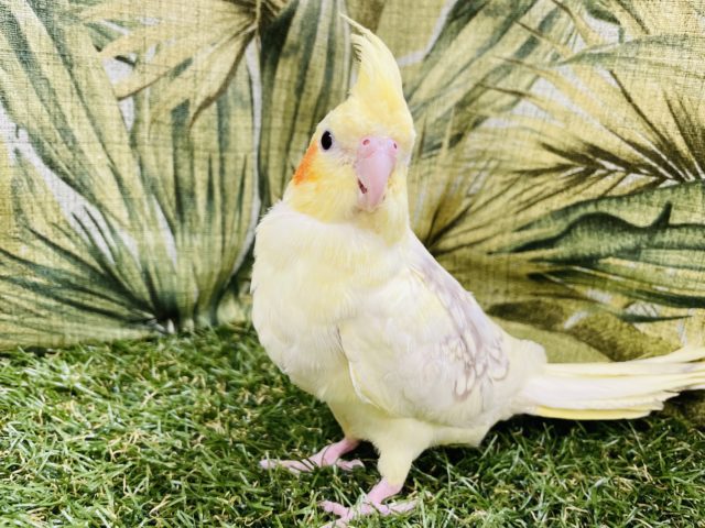 オカメインコ