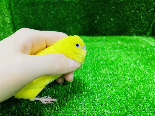 セキセイインコ