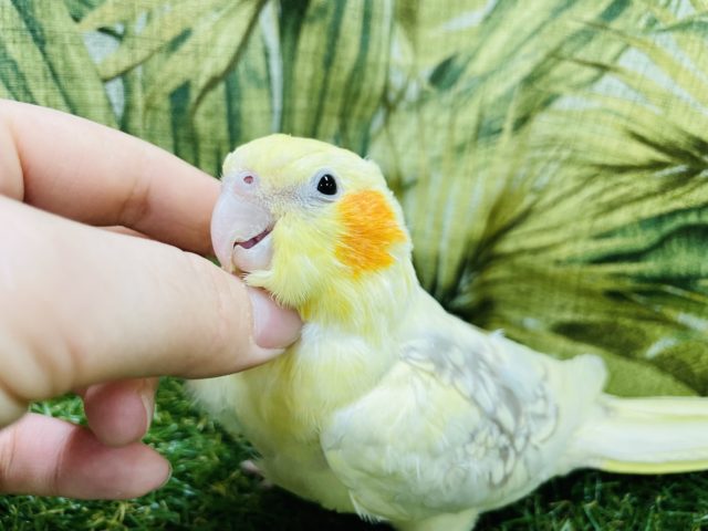 オカメインコ