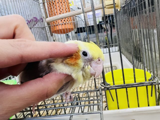 オカメインコ