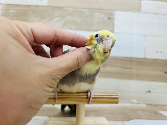 オカメインコ