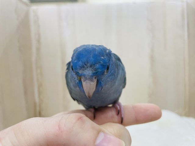 サザナミインコ