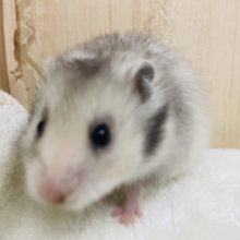 パンダさんみたいなんです♪  カラーハムスター　セーブル＋バンデット