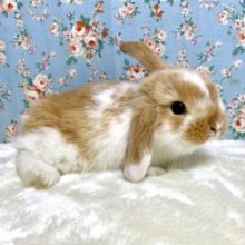 ロップイヤーラビット  オレンジブロークン  4/22