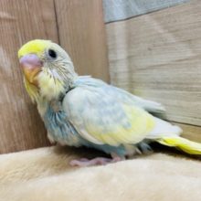 のんびりおっとりさん☆セキセイインコのパステルレインボーパイドカラー！