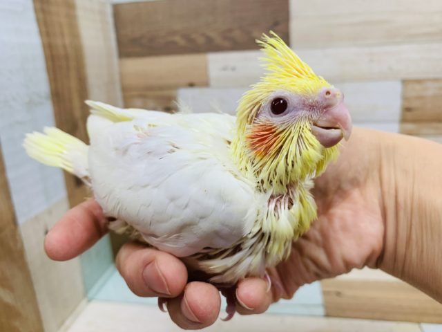 オカメインコ