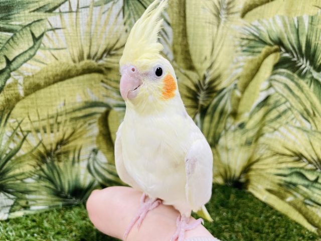 オカメインコ