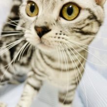 抱っこ大好きな甘々男子♥アメリカンショートヘアくん！