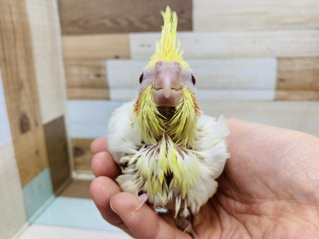 オカメインコ