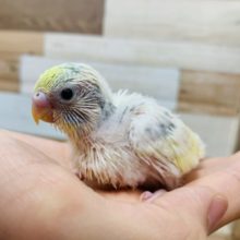 わたわた♡成長が楽しみのセキセイインコ(パステルレインボーパイド)さん☆