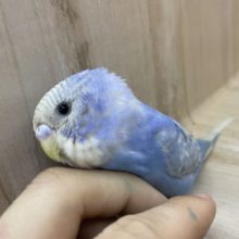 上目遣いが最強の武器なんです！♡ セキセイインコ スパングル
