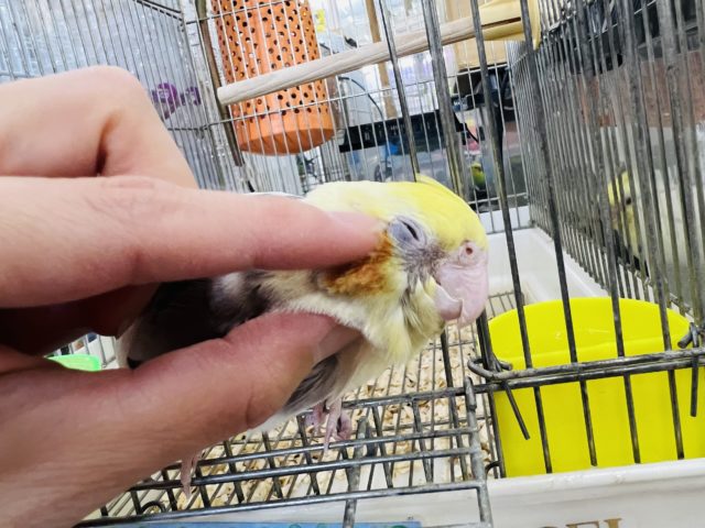 オカメインコ