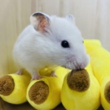 クリームなハムスター！！　カラーハムスター　バンデット