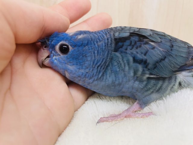 サザナミインコ