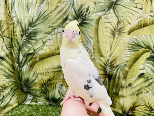 オカメインコ