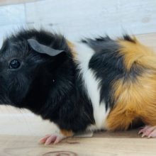 ぷきゅー‼‼巻き毛モルモット☆