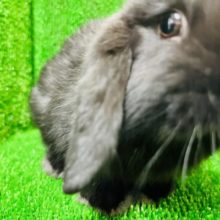 穏やか〜な甘えんボーイ♡ロップイヤーラビット(男の子)