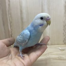 カキカキ好きなんです♡ 甘えん坊さんになりたい セキセイインコ スパングル