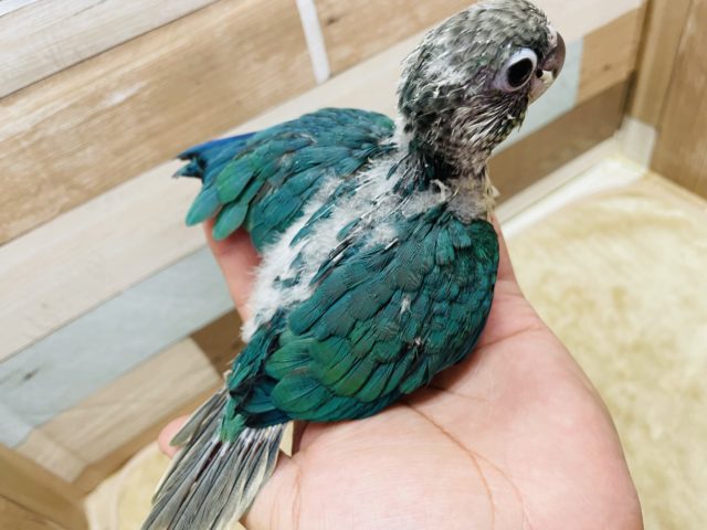 ホオミドリウロコインコ