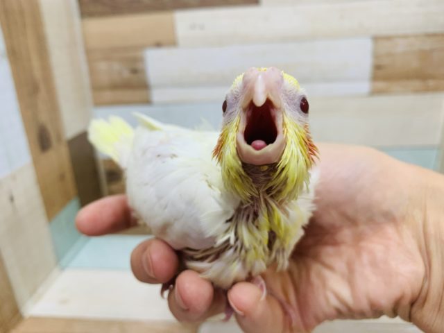 オカメインコ