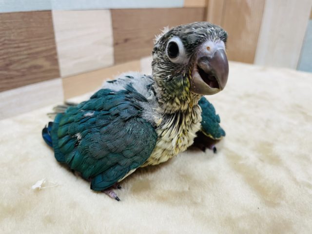 ホオミドリウロコインコ