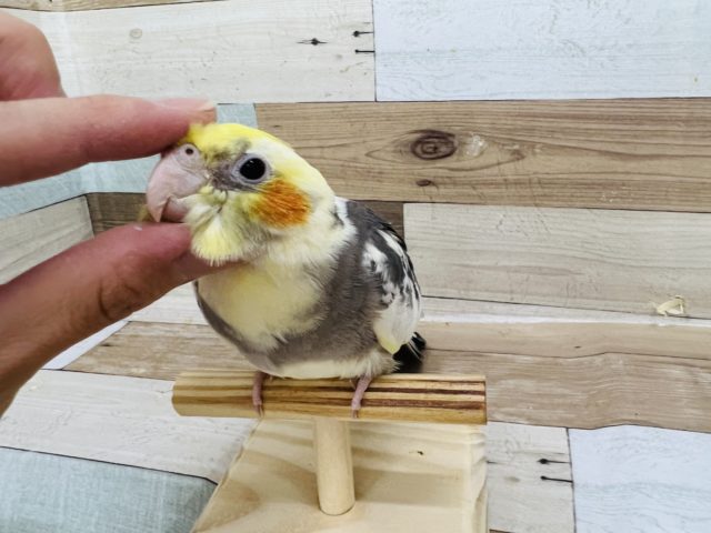 オカメインコ