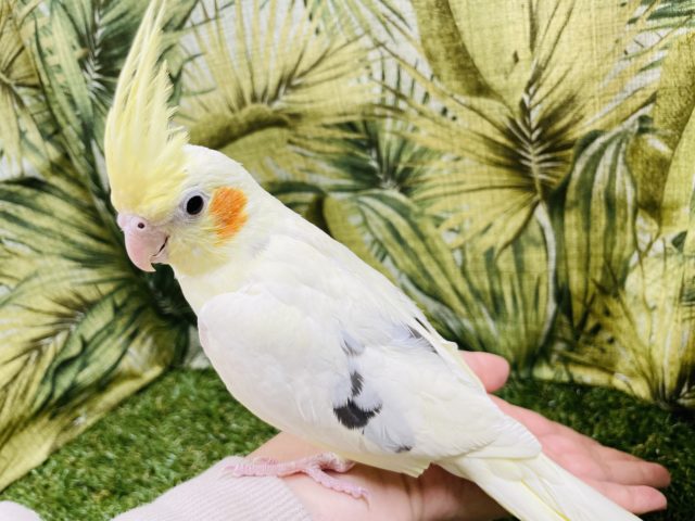 オカメインコ