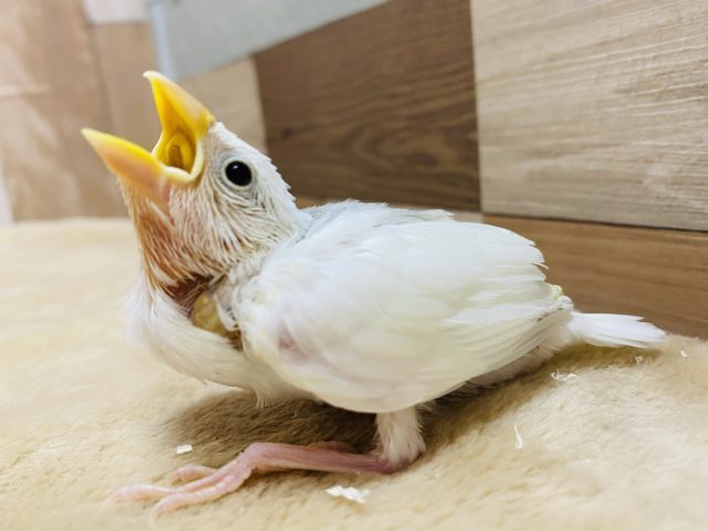 ご飯ちょーだいが止まりません！！食いしん坊の白文鳥さん♪