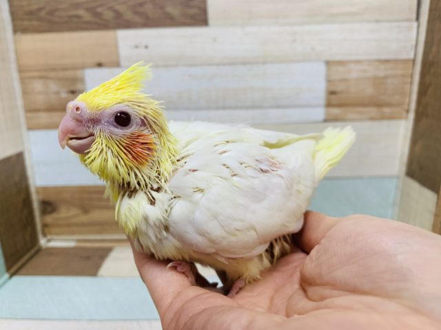 オカメインコ