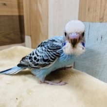 黒い模様に注目です！セキセイインコオパーリンやって来ました♪