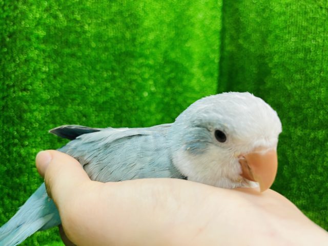 オキナインコ