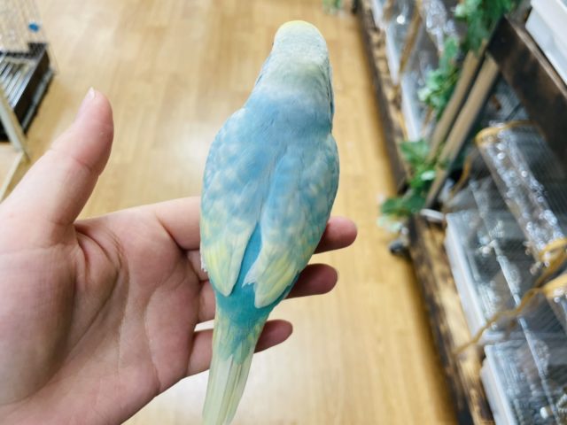 セキセイインコ