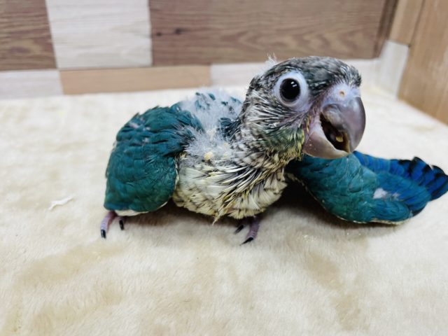 ホオミドリウロコインコ